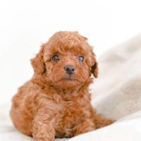 Cucciolo barboncino toy