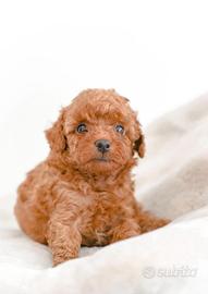 Cucciolo barboncino toy