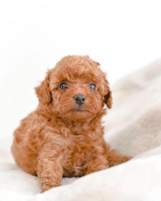 Cucciolo barboncino toy