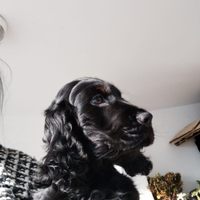 Cocker spaniel inglese