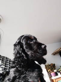 Cocker spaniel inglese