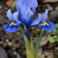 Iris D'acqua per altre Piante