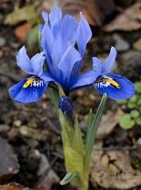 Iris D'acqua per altre Piante