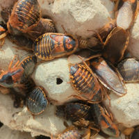 Blatte dubia (insetti da pasto)