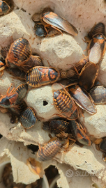 Blatte dubia (insetti da pasto)