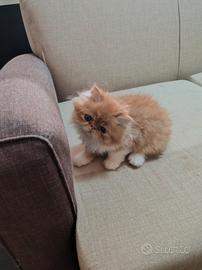 Cuccioli di gatti Persiani ipertipico bicolor