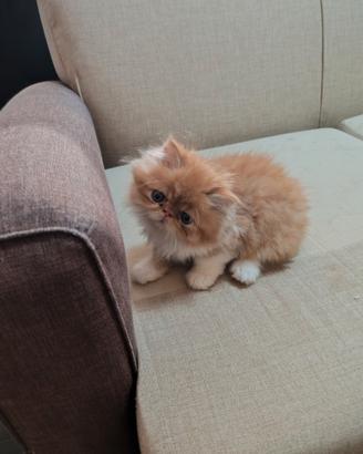 Cuccioli di gatti Persiani ipertipico bicolor