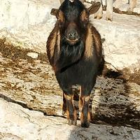Caprone nano tibetano