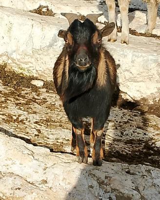 Caprone nano tibetano