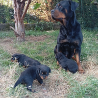 Cuccioli di Rottweiler con Pedigree Enci