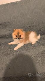 Cucciola spitz tedesco