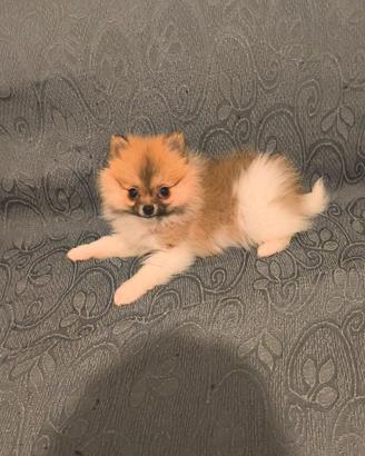Cucciola spitz tedesco