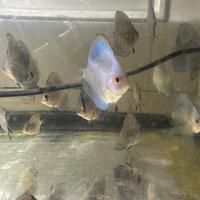 Discus blue diamond