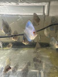 Discus blue diamond