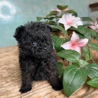 Pomerania incrocio barboncino poma Pom taglia micr