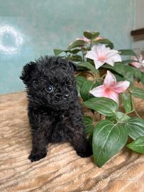 Pomerania incrocio barboncino poma Pom taglia micr