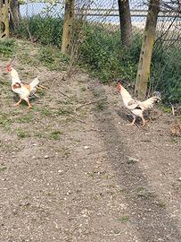 Cornish Galli