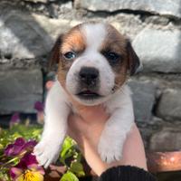 Jack Russell Terrier