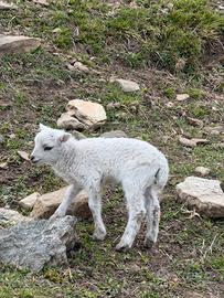 Pecore nane d'ouessant