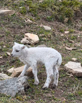 Pecore nane d'ouessant