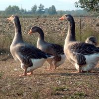 Oche (bianche, grigie e cignioidi )