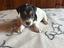 Immagine 5