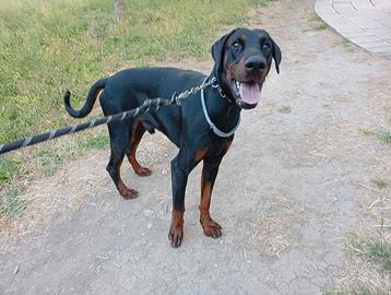 Doberman