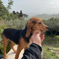 Cani da caccia