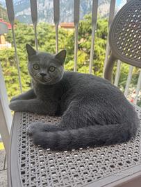 Cucciolo di British Shorthair disponibili?
