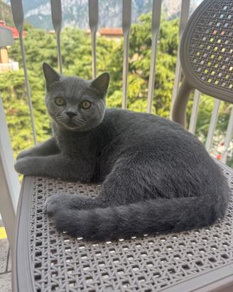 Cucciolo di British Shorthair disponibili?