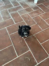 Cuccioli di Yorkshire