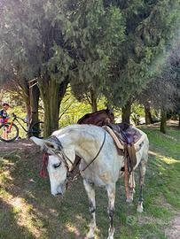 Cavallo