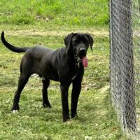 Cucciolone meticcio labrador cane corso