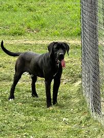 Cucciolone meticcio labrador cane corso