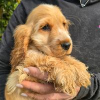 COCKER SPANIEL INGLESE FEMMINA con pedigree