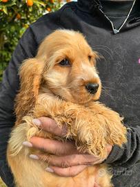 COCKER SPANIEL INGLESE FEMMINA con pedigree