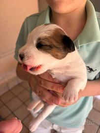 Jack Russell terrier