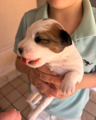 Jack Russell terrier
