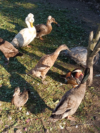 Anatre corritrici indiane, olandesi, germani, mute