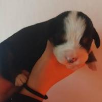 Cuccioli di bovaro del bernese