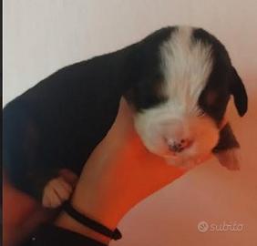 Cuccioli di bovaro del bernese