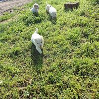 Dolcissimi cuccioli meticci