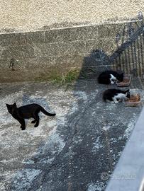 Gattini