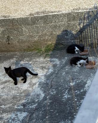 Gattini