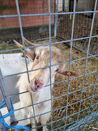 Çapre per piccolo allevamento