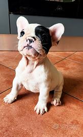 Bulldog francesi cuccioli