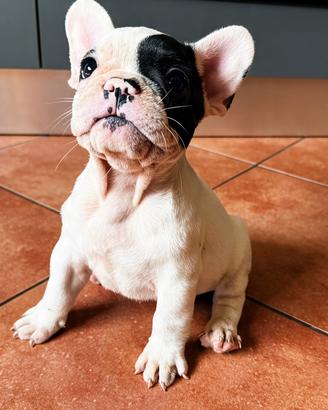 Bulldog francesi cuccioli