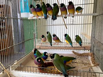 Diamante di Gould