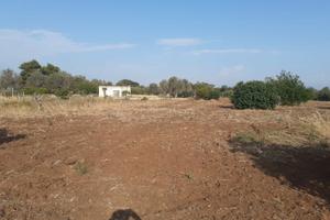 Si cede terreno agricolo - mesagne (br)