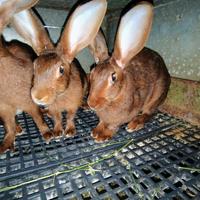 Lepre belga fulva e nero focate